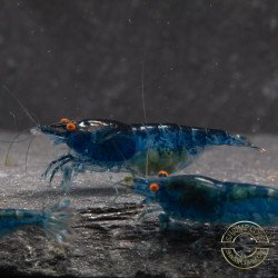 Shrimpfy OE Blue & Green  Neocaridina Shrimp Buy Now at Shrimp Cove