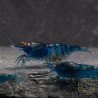 Shrimpfy OE Blue & Green  Neocaridina Shrimp Buy Now at Shrimp Cove