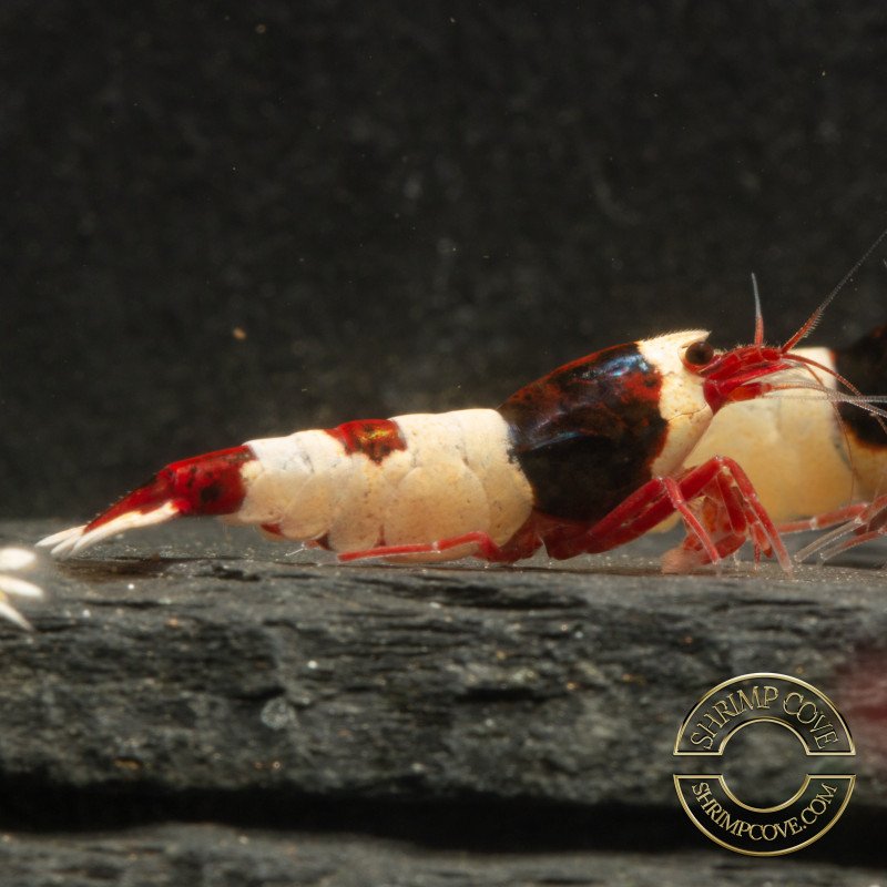 Red Hinomaru Caridina Shrimp UK only the best at Shrimp Cove