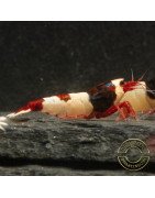 Red Hinomaru Caridina Shrimp UK only the best at Shrimp Cove