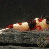Red Hinomaru Caridina Shrimp UK only the best at Shrimp Cove