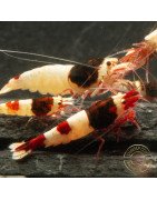 Red Hinomaru Caridina Shrimp UK only the best at Shrimp Cove