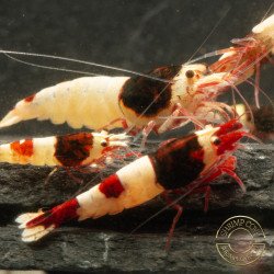 Red Hinomaru Caridina Shrimp UK only the best at Shrimp Cove