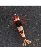 Red Hinomaru Caridina Shrimp UK only the best at Shrimp Cove