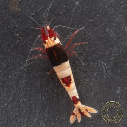 Red Hinomaru Caridina Shrimp UK only the best at Shrimp Cove