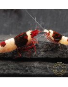 Red Hinomaru Caridina Shrimp UK only the best at Shrimp Cove