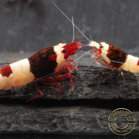 Red Hinomaru Caridina Shrimp UK only the best at Shrimp Cove