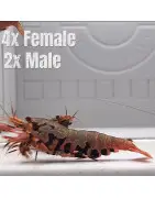 Boa Orange Premium Caridina Shrimp UK Shrimp Cove, next day delivery