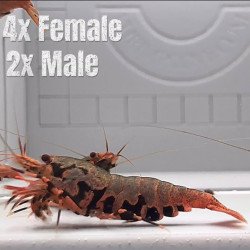 Boa Orange Premium Caridina Shrimp UK Shrimp Cove, next day delivery