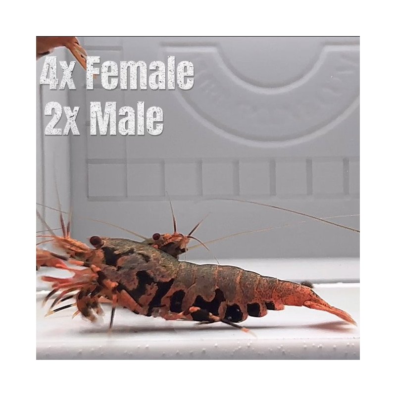 Boa Orange Premium Caridina Shrimp UK Shrimp Cove, next day delivery