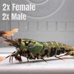 Boa Emerald PACK Premium Caridina Shrimp UK Shrimp Cove, next day delivery