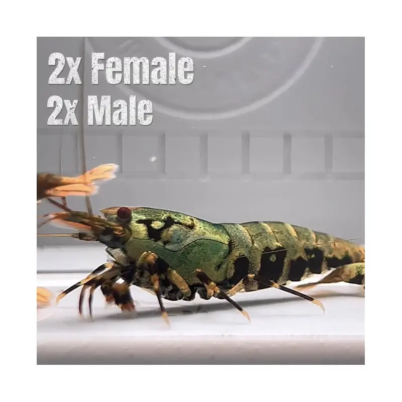 Boa Emerald PACK Premium Caridina Shrimp UK Shrimp Cove, next day delivery