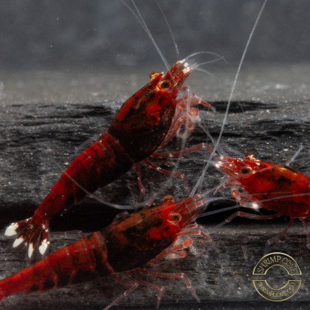 Red Extreme Caridina shrimp Auction at Shrimp Cove UK