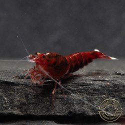 Red Extreme Caridina shrimp Auction at Shrimp Cove UK