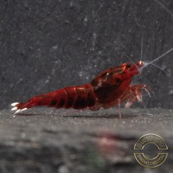 Red Extreme Caridina shrimp Auction at Shrimp Cove UK