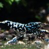 Black Python / Snowflake Caridina Shrimp Elegant & inticate Aquarium Beauty Shrimp Cove