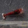 Red Extreme Caridina shrimp Auction at Shrimp Cove UK