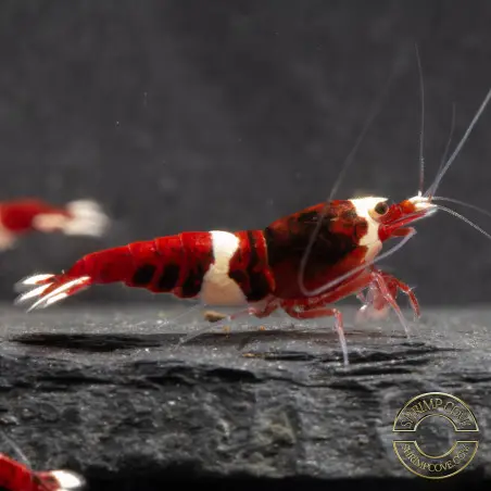 Red RUBY Caridina shrimp Auction at Shrimp Cove UK