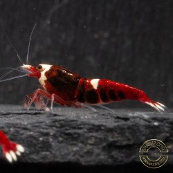 Red RUBY Caridina shrimp Auction at Shrimp Cove UK