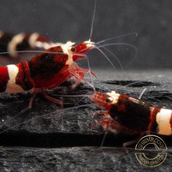 Red RUBY Caridina shrimp Auction at Shrimp Cove UK