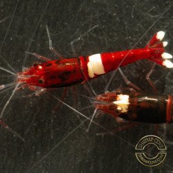 Red RUBY Caridina shrimp Auction at Shrimp Cove UK