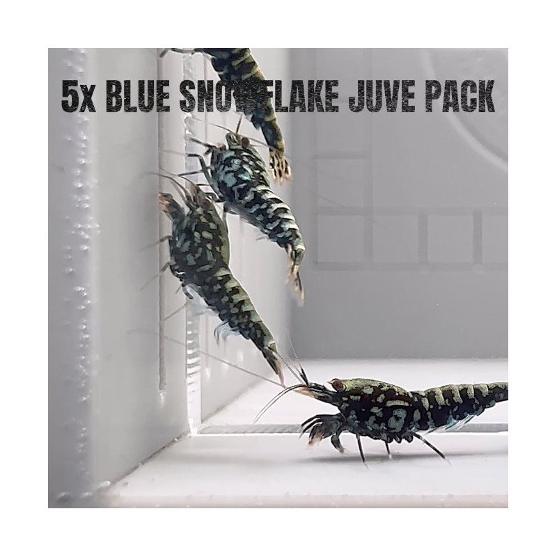 5x TB Shrimp MIND BLOWING BARGAINS Caridina Shrimp Aquarium Beauty | Shrimp Cove