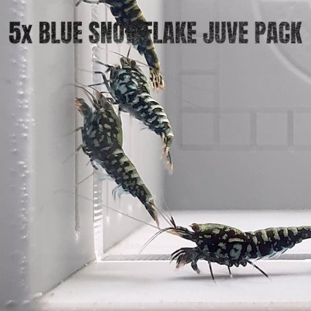 5x TB Shrimp MIND BLOWING BARGAINS Caridina Shrimp Aquarium Beauty | Shrimp Cove