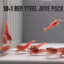 10X Red Steel Caridina Shrimp Aquarium | Shrimp Cove | BEST IN UK