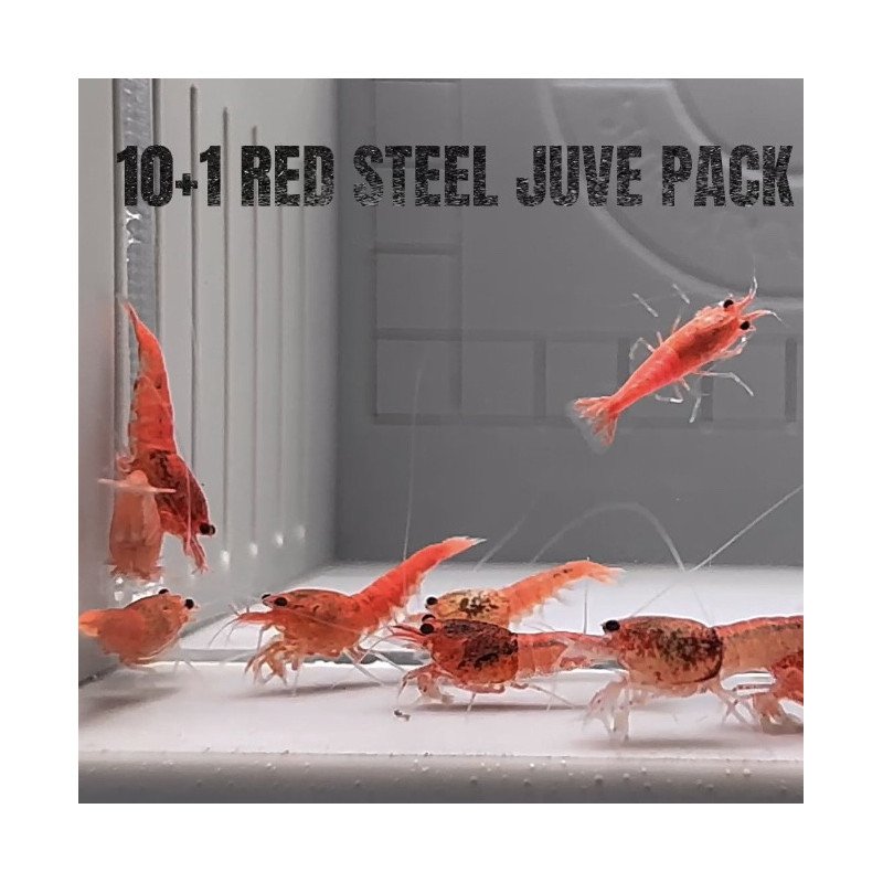 10X Red Steel Caridina Shrimp Aquarium | Shrimp Cove | BEST IN UK