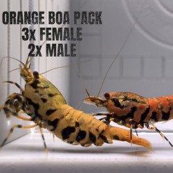 5x TB Shrimp A MIND BLOWING BARGAIN Caridina Shrimp Aquarium Beauty | Shrimp Cove | BEST IN UK