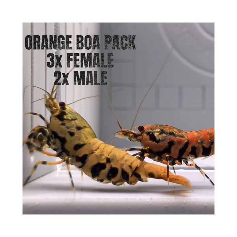 5x TB Shrimp A MIND BLOWING BARGAIN Caridina Shrimp Aquarium Beauty | Shrimp Cove | BEST IN UK