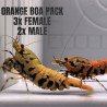 5x TB Shrimp A MIND BLOWING BARGAIN Caridina Shrimp Aquarium Beauty | Shrimp Cove | BEST IN UK