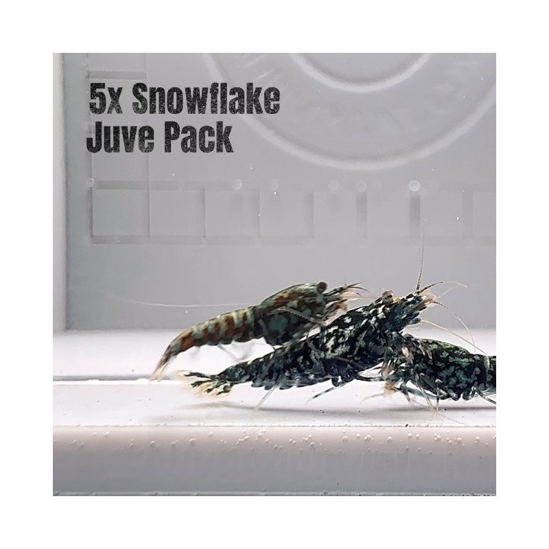 5x Shrimp MIND BLOWING BARGAINS Caridina Shrimp Aquarium Beauty | Shrimp Cove