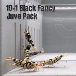 10x  Shrimp MIND BLOWING BARGAINS Caridina Shrimp Aquarium Beauty | Shrimp Cove