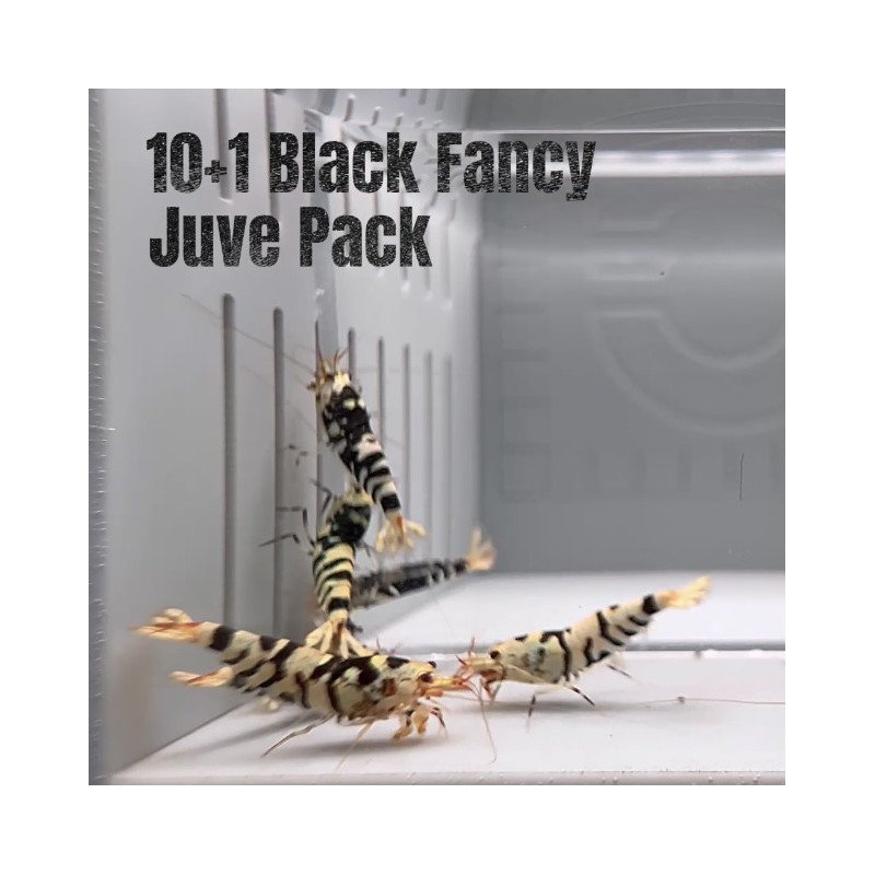 10x  Shrimp MIND BLOWING BARGAINS Caridina Shrimp Aquarium Beauty | Shrimp Cove