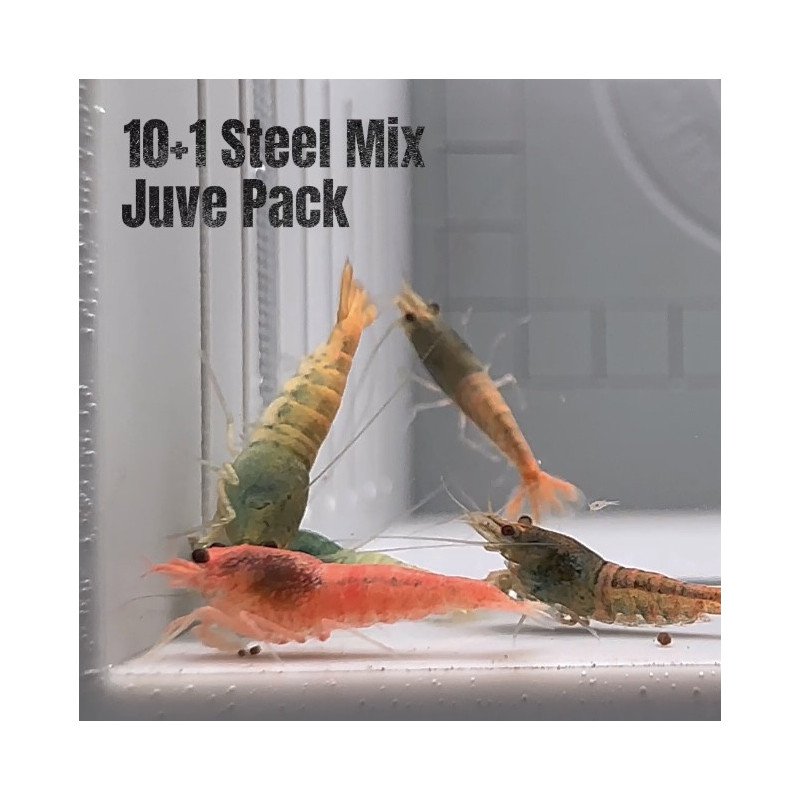 10X Steel Mix  Plus 1 Caridina Shrimp Aquarium | Shrimp Cove | BEST IN UK