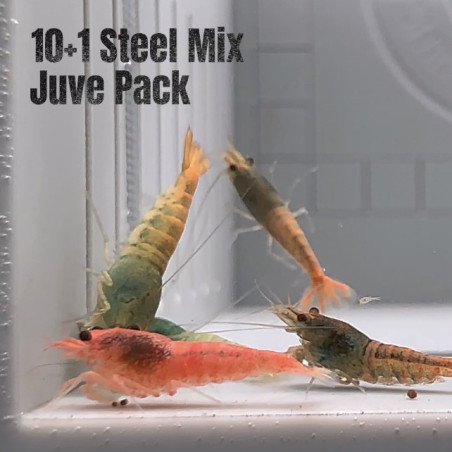 10X Steel Mix  Plus 1 Caridina Shrimp Aquarium | Shrimp Cove | BEST IN UK