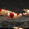 Red Crystal Caridina Shrimp Buy Now | Shrimp Cove Crystal Red