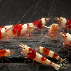 Red Crystal Caridina Shrimp Buy Now | Shrimp Cove Crystal Red