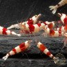 Red Crystal Caridina Shrimp Buy Now | Shrimp Cove Crystal Red