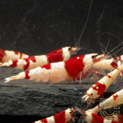Red Crystal Caridina Shrimp Buy Now | Shrimp Cove Crystal Red