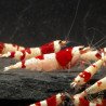 Red Crystal Caridina Shrimp Buy Now | Shrimp Cove Crystal Red