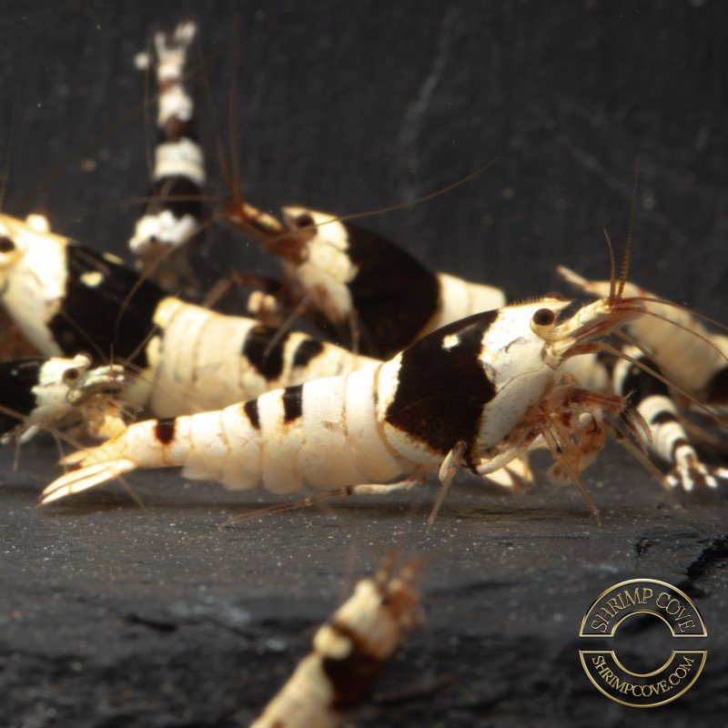 Black Crystal Caridina Shrimp at Shrimp Cove Crystal Black freshwater