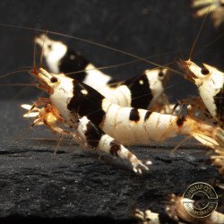 Black Crystal Caridina Shrimp at Shrimp Cove Crystal Black freshwater