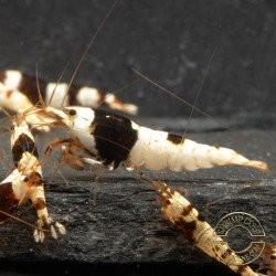 Black Crystal Caridina Shrimp at Shrimp Cove Crystal Black freshwater