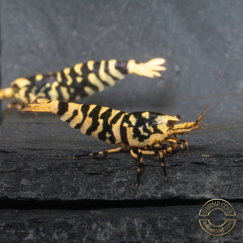 Hornet Yellow TB Shrimp Caridina . Aquarium Shrimp Cove place to go for freshwater shrimp