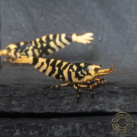 Hornet Yellow TB Shrimp Caridina . Aquarium Shrimp Cove place to go for freshwater shrimp