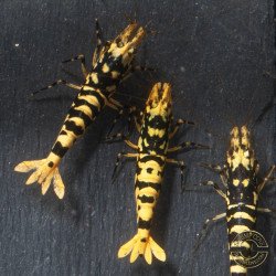 Hornet Yellow TB Shrimp Caridina . Aquarium Shrimp Cove place to go for freshwater shrimp