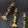 Hornet Yellow TB Shrimp Caridina . Aquarium Shrimp Cove place to go for freshwater shrimp