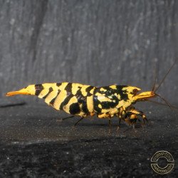 Hornet Yellow TB Shrimp Caridina . Aquarium Shrimp Cove place to go for freshwater shrimp
